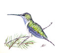 Hummingbird Watercolor Original Painting     Colorful Bird Art  Hand Painted Art