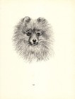 Antique Pomeranian Print 1935 Wardle Pomeranian Art Illustration Cfw 5767h