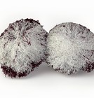 Vintage 1980s Cheer Cheerleader Pom Poms Maroon   White 24    By Royal Poly Pompon