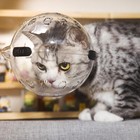 Cat Muzzle Cat Ear Bubble Muzzle Kitten Breathable Anti Bite Muzzles  Breathable