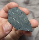 Very Rare Phyllocarid Fossil Arthropod Crustacean Ordovician Age Idaho 