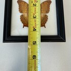 Framed Male Cruiser Real Preserved Butterfly Insect Decor Wall Art 4 75 x4 75 