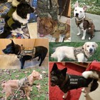 Tactical Dog Vest Us Working Dog Military Harness With Handle No-pull Large