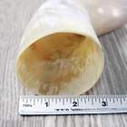 1 Raw Unfinished Cow Horn  4056   Natural Colored