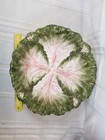 Chipped Fitz And Floyd 12 75  Lettuce On Rabbits Serving Vegetable Bowl