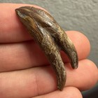 Ankylorhiza Sperm Cetacean Tooth Fossil South Carolina 1 5    Museum Quality