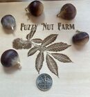 100  American Chestnut  Verified By The Acf  2024 Harvest- 5 Per Order