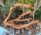 Large Driftwood Manzanita Aquascape Aquarium Terrarium Decor Bonsai 27   17   17 