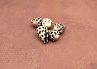 Extra Small Hebrew Cone Seashells Conus Ebraeus  5 Shells Approx  0 5  Inches 