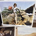 Hatari Original Lobby Card Set Of 11 - Vintage 1961 John Wayne Elsa Martinelli