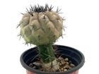 Copiapoa Cinerea Black Spines 2 5 Inches Wide Grafted To Harrisia Pomanensis