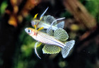 6 Spotted Blue Eye Rainbow Fish Usa Bred   High Quality   Gertrude   s Rainbow  