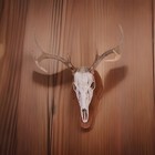 Whitetail 8pt Deer Antlers European Mount Skull Cabin Decor Rustic