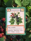 Ecologies Card Game - Gameplay Inspired By Nature