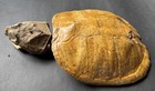 9    X 10    Snapping Turtle Shell With Head