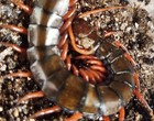 One 1  Large 5  Inch Indonesian Black Cherry Centipede 