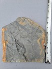 Tons Of Ferns With Calamite Fossils Amazing Detail 