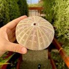 Large Gator Alfonso Sea Urchin Seashell Rare Real Beach Aquarium Home 5-6  In