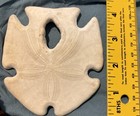 4  Natural Arrowhead Sand Dollar Large Seashell Beach Decor