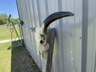 Longhorn Steer Skull 4 Feet 4 1 2    Inch Wide Polished Bull Horn Mounted Cow Head