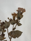 Vintage Original Pressed Wildflower Botanical Art Herbarium 11x17  5239