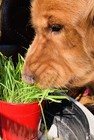 Buy 2 Get 3rd Free  Cat Dog Grass Seeds  1 Oz  800   Super Sweet Oat Grass Seeds