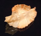 Muricidae Timbellus Bednalli - 49 53 Mm - Seriously Gorgeous