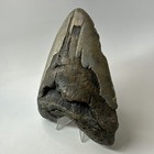 Megalodon Shark Tooth 5 63 Inch - Huge - Wide Fossil - Authentic Teeth 20239