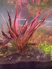 3 Tiger Spiral Plant  Live Aquarium Plants Beautiful    Free S h Rare  