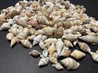 Beautiful Tiny Shell Mix Mini Seashells Crafts Shells Beach Decor Ver  2