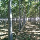 Royal Treeme  Nordmax Paulownia 9501 Hybrid - 200 Seeds   less S h