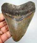 Megalodon Shark Tooth - Real Fossil 3 59  - Prehistoric Shark No Restorations