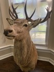 Scottish Red Stag Deer Taxidermy Large Shoulder Mount Beautiful 