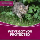 Zoguard Preventative Treatment For Cats   Kittens 3-month Supply 1 5  Pounds Lb