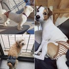 Dog Diapers Female  3 Pack Washable Dog Period Pants For Small To Medium Dogs   