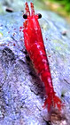 10 - Fire Red Cherry Shrimp-live Freshwater Neocaridina Aquarium Shrimp