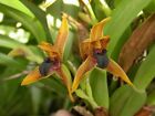 Maxillaria Meleagris  Orchid Species