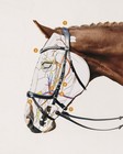 Schockemohle Equitus Omega Anatomic Bridle Espresso silver    No Import Fees