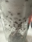 Live Captive Breed Bold Jumping Spiderlings Live