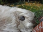 One Antique Prewar Steiff Teddy Bear Steiff Button Long F White Mohair So Cute