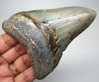 Megalodon Shark Tooth Real Fossil- 3 78    Shark Teeth No Restorations Natural Meg