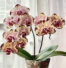Award Winner  Phal  Miki Crown  16  Sm toga  Large Flowers With Unique Pattern