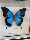 Papilio Ulysses Framed Insect Butterfly Art