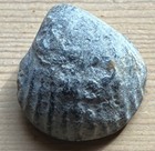Aes Formatum  Cockle Shell  65 Gm  Ca  5th-3rd Century Bc 