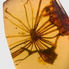 Scale Insect In Burmese   Burmite Amber Fossil   100  Genuine Amber