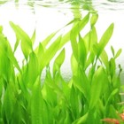 Jungle Val Live Plants Freshwater Aquarium Beginner Fish Tank