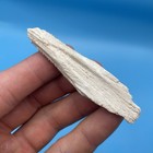 Stingray Barb Fossil Bone Valley Florida 3    Authentic Ray Fossil Florida