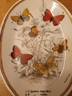 Antique Wyman   Sons London Porcelain Plate Lycaena Butterfly Natural History