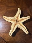 Beautiful Natural Cushion Starfish 7 1 2   