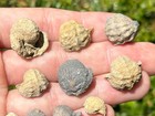 Texas Fossil Gastropods Lot Of 10 Pharkidonatus Percarinatus Pennsylvanian Age